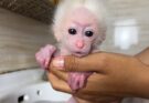 You Won’t Believe What Happens When a Baby Monkey Shares Food with a Kitchen Monkey!
