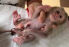 The Heartbreaking Story of an Adorable Baby Monkey Finding Hope
