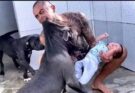 PITBULL DOG ATTACKS HIS OWNER’S SON AND THIS… See more