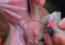 You Won’t Believe What This Baby Monkey Have With This Equipment!
