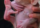 Why Male Baby Monkeys Develop Larger Bodies and Features