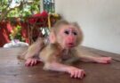 Why Baby Monkeys Look So Cute and Funny