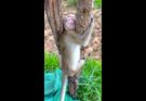 Helpless Monkey Stuck in a Tree – Cries of Pain Break Hearts