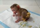 Most Pity Scene – Baby Monkey Crying in Pain from Mysterious Sickness